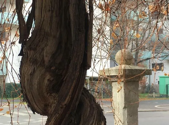 Cosy Splendor / Center *